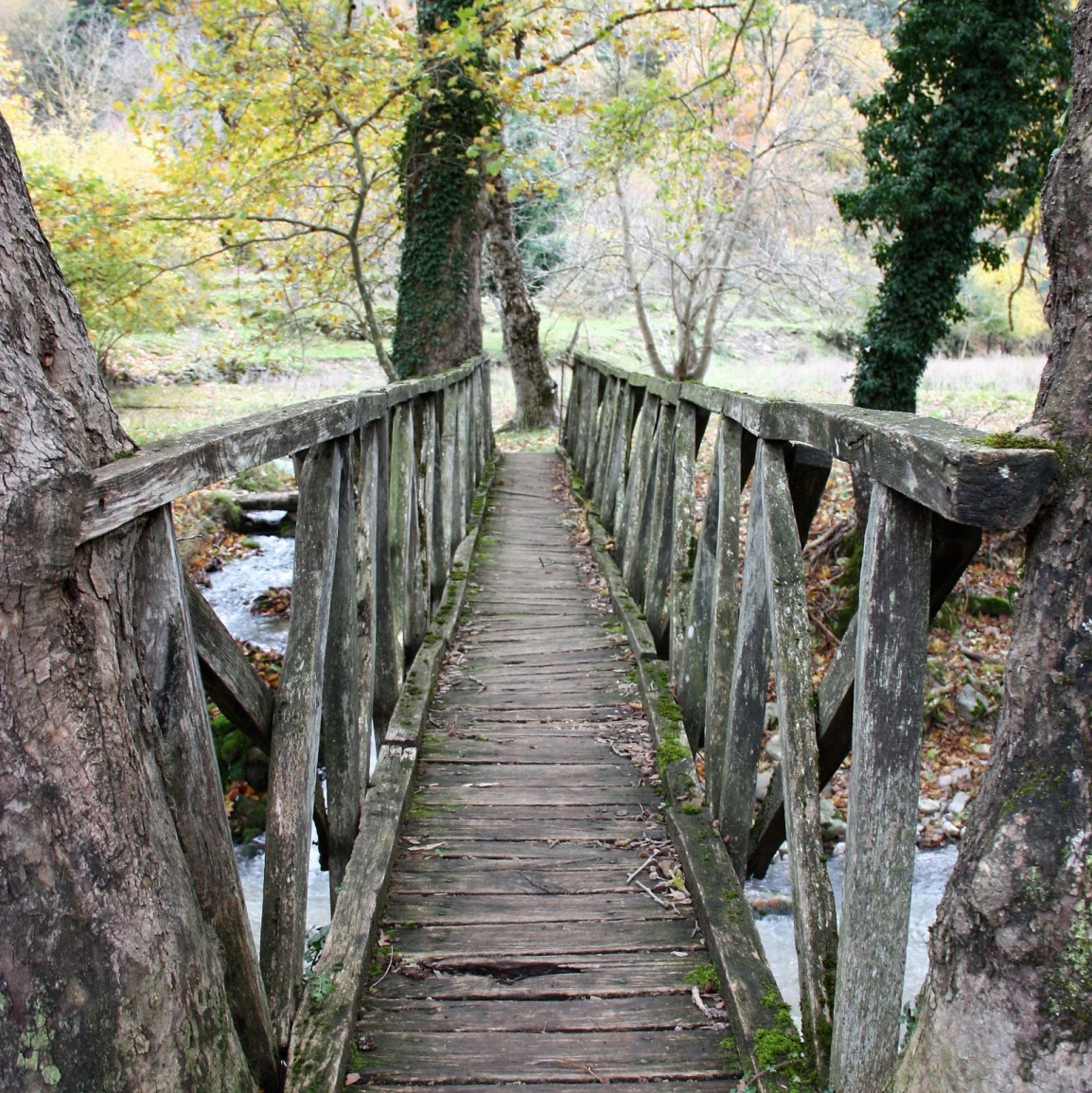 an old wooden bridge, which joins the two banks of a river in the forest